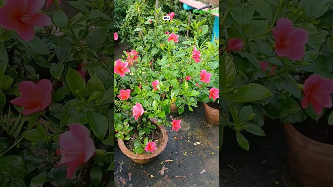 hibiscus#gardening #flowergarden #trending #viralshorts#container garden#gardening for beginners