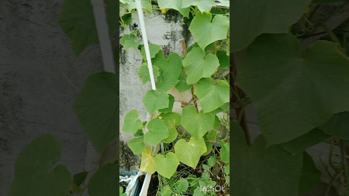 Terrace Garden Update: #kichen garden 🏡#gardening #shorts#terracegarde