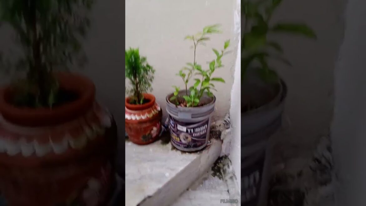 my stairs garden#garden #travel #gardening #minigarden #minivlog #vlogger #vloggerlife