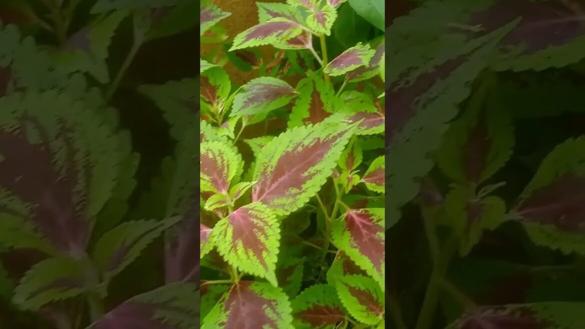 samne ye kon.. #trending #trendingshorts #shortfeed #travel #gardening #gardeningtips