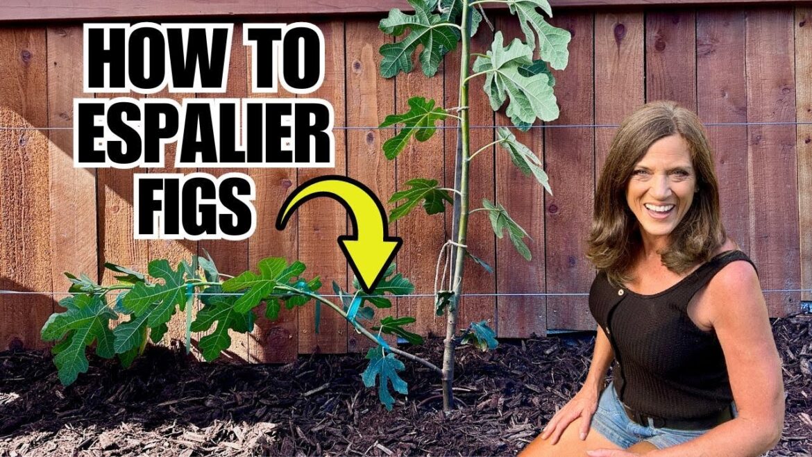 How to Plant a Fig Tree With Espalier Method - Great for Small Gardens!
