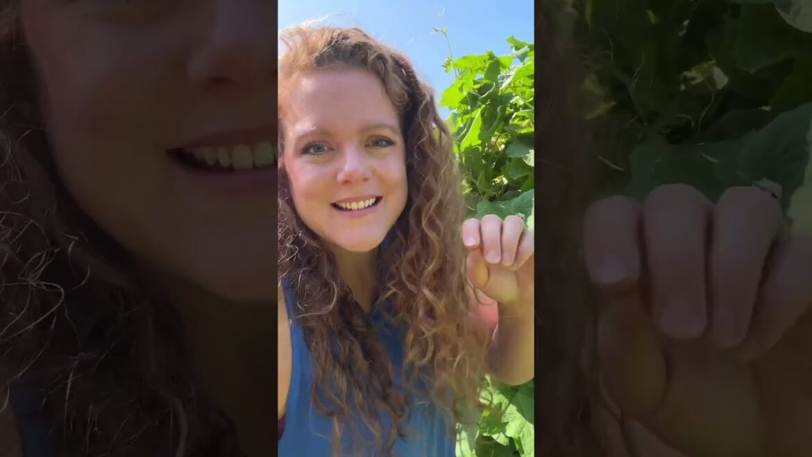 Luffa Gourd Hiding Spot In The Garden #gardening #luffagourd #garden Luffa Gourd Hiding Spot In The Garden #gardening #luffagourd #garden