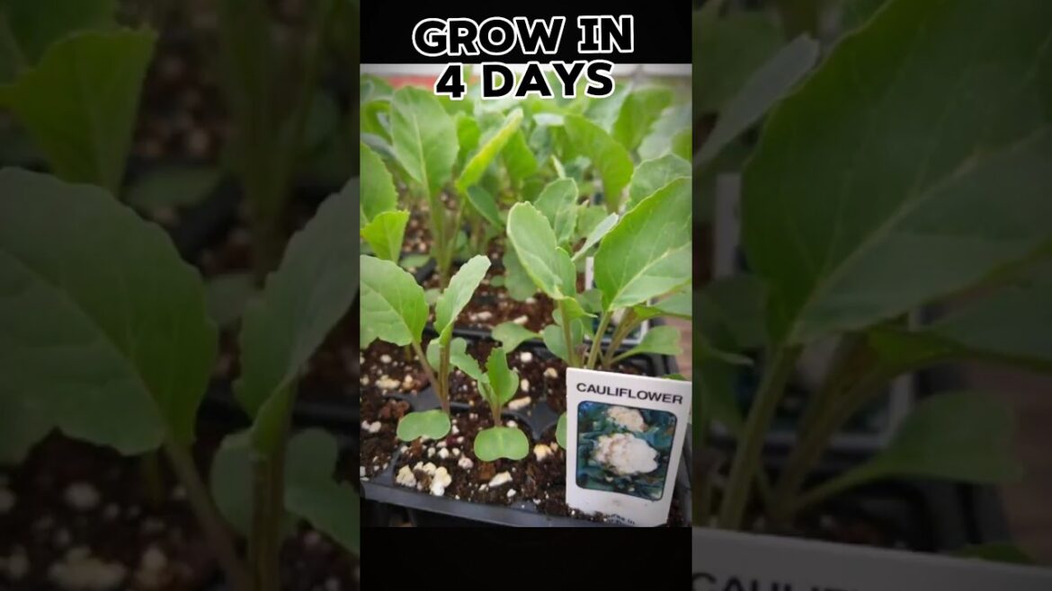 grow Cauliflower at home in 3 days #vegetablegardening #shorts