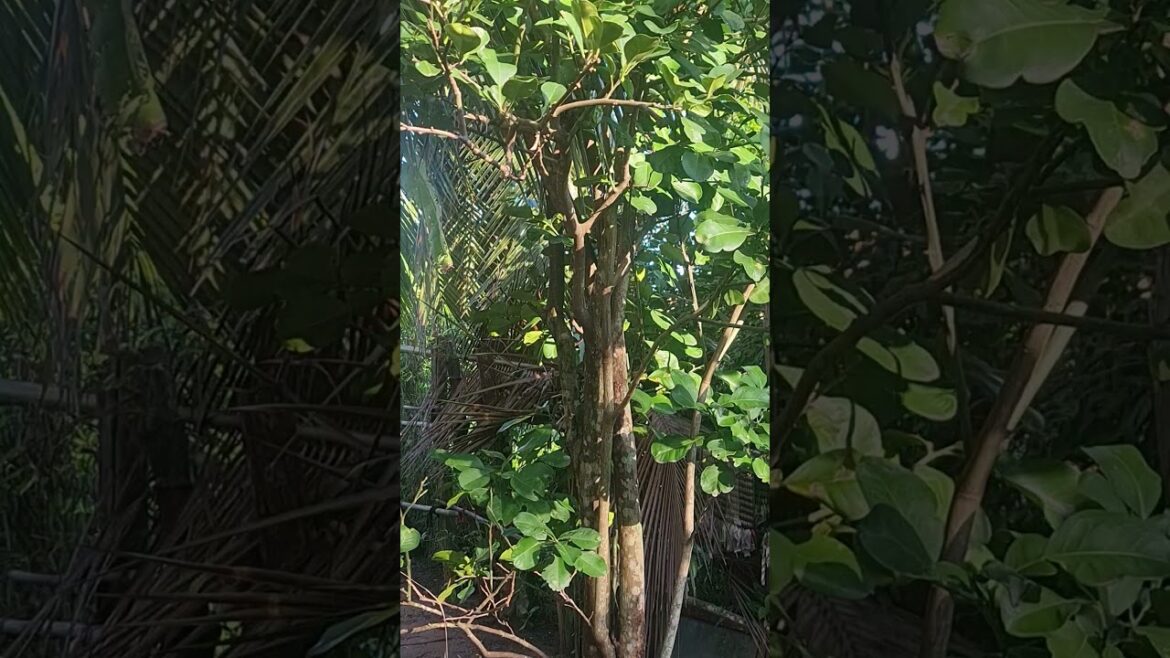 Landscape of the Crops backyard 02-#crops #plants #shorts