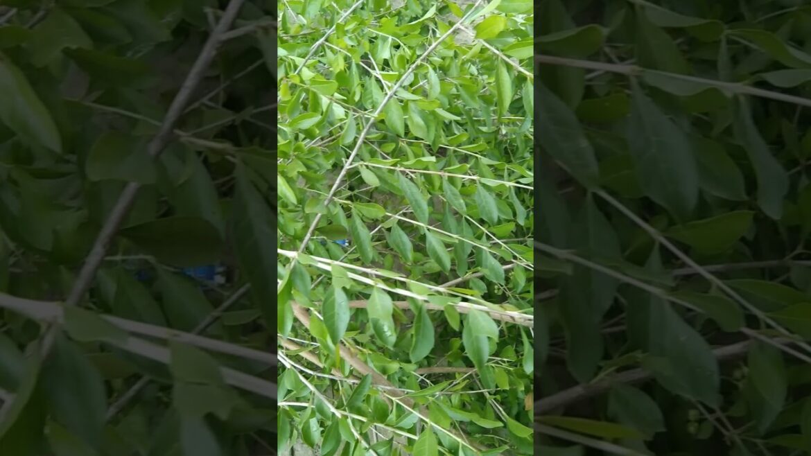 Hena tree’s flower & seeds#garden #gardening#ripotiyaleo #harvesting #gardenplants #plants #trending Hena tree's flower & seeds#garden #gardening#ripotiyaleo #harvesting #gardenplants #plants #trending