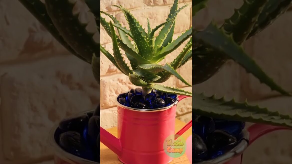 Keep Your Plants Thriving: Essential Care Guide