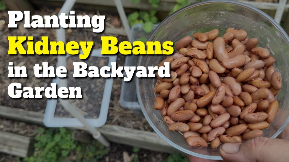 Planting Kidney Beans in the Backyard Garden Planting Kidney Beans in the Backyard Garden