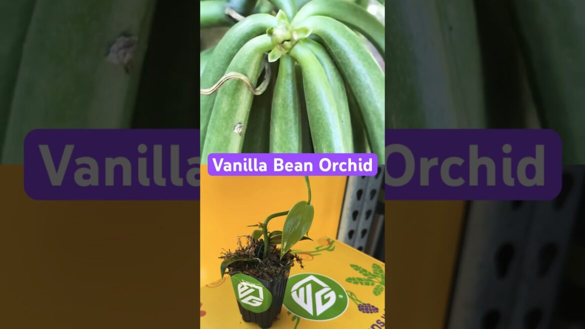 Only this Mexican bee can pollinate Vanilla Beans in nature  #garden