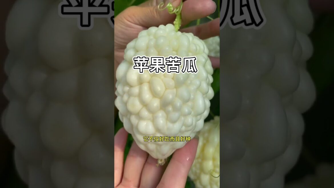 suntoday bitter gourd seeds#seeds#gourdseeds#garden#farm#farming#vegetable#garden#suntoday suntoday bitter gourd seeds#seeds#gourdseeds#garden#farm#farming#vegetable#garden#suntoday