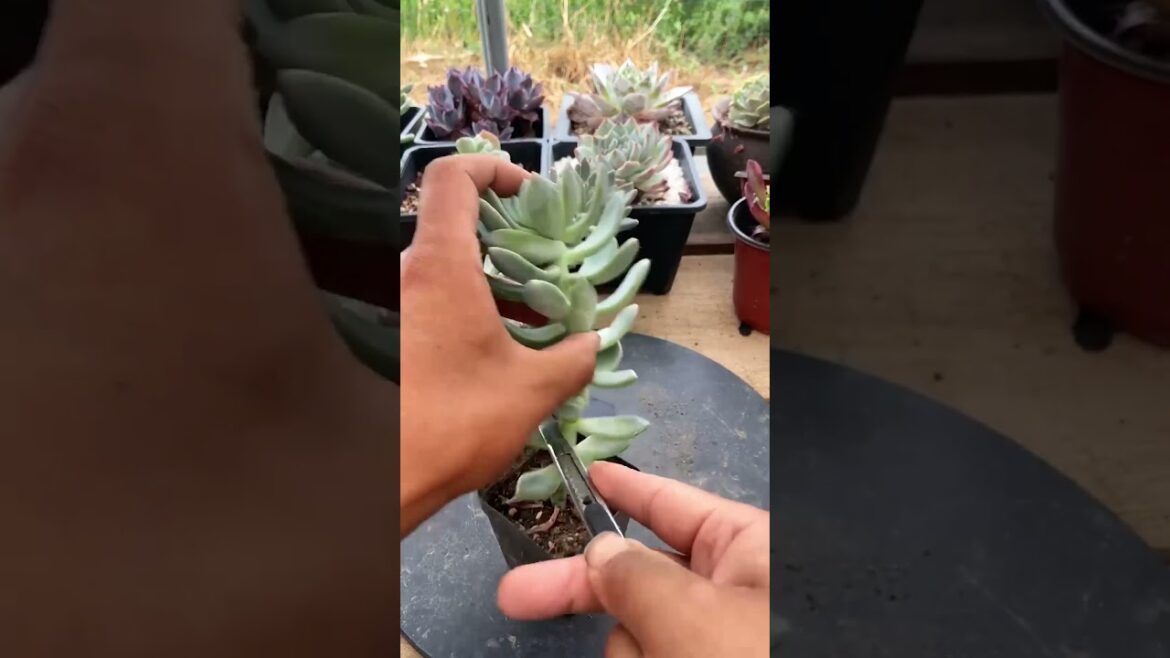 Useful tips for succulents 🪴 #suculentas #다육이들 #多肉植物 #garden