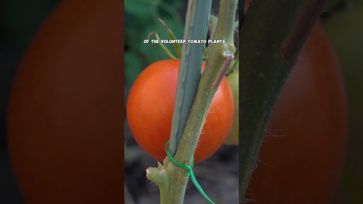 Harvesting Volunteer Indian & Roma Tomatoes: A Bountiful Garden Harvest!