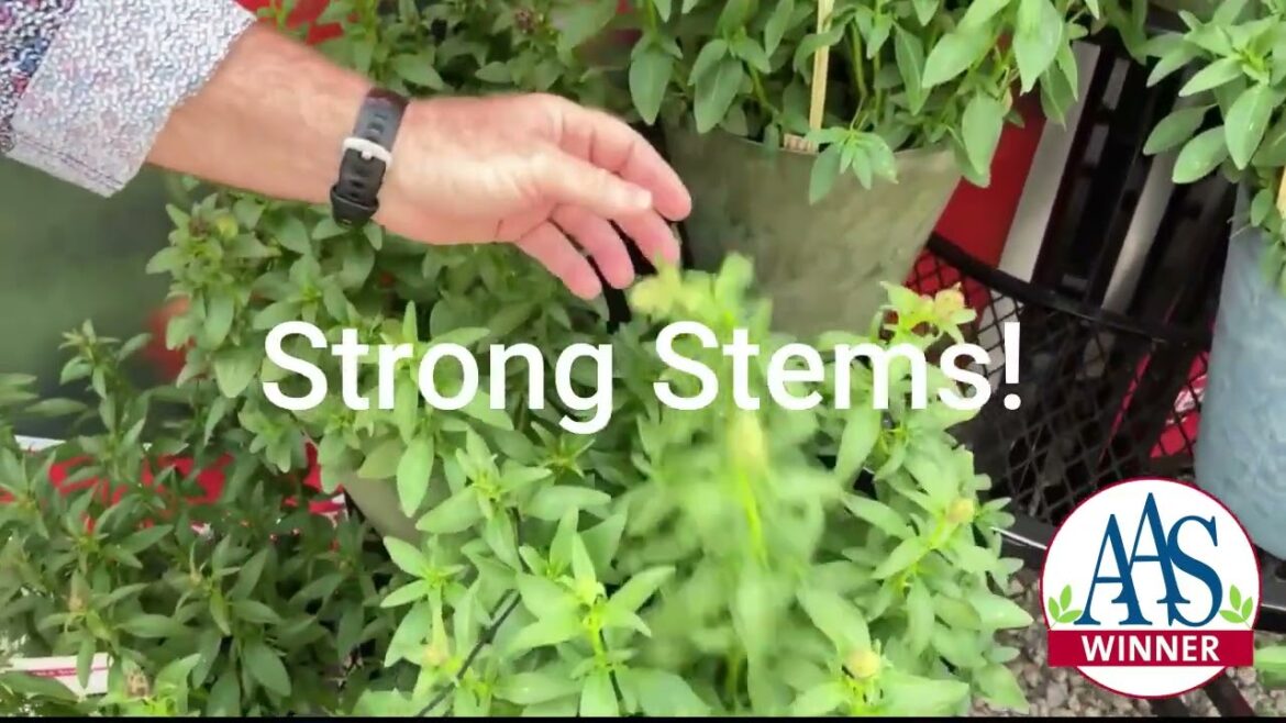 Snapdragon Doubleshot Bicolor: Double the Blooms, Double the Fun! #snapdragon #containergardening