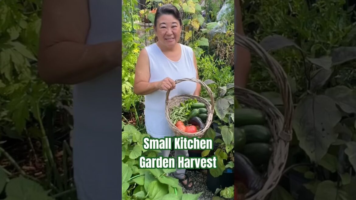 Small but Productive Veggie Container Garden Small but Productive Veggie Container Garden