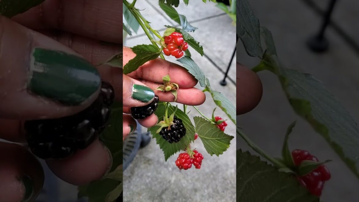 Harvest with Me! #garden #gardening #harvest #containergardening #growyourownfood #august