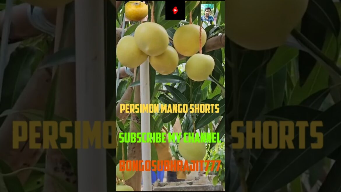 GoldenPersimon Mango Shorts#Viralfruits#Viralshorts MangoFruitfarm#Fruit #Garden #Mango#ThaiMango🥭🥭🥭 GoldenPersimon Mango Shorts#Viralfruits#Viralshorts MangoFruitfarm#Fruit #Garden #Mango#ThaiMango🥭🥭🥭