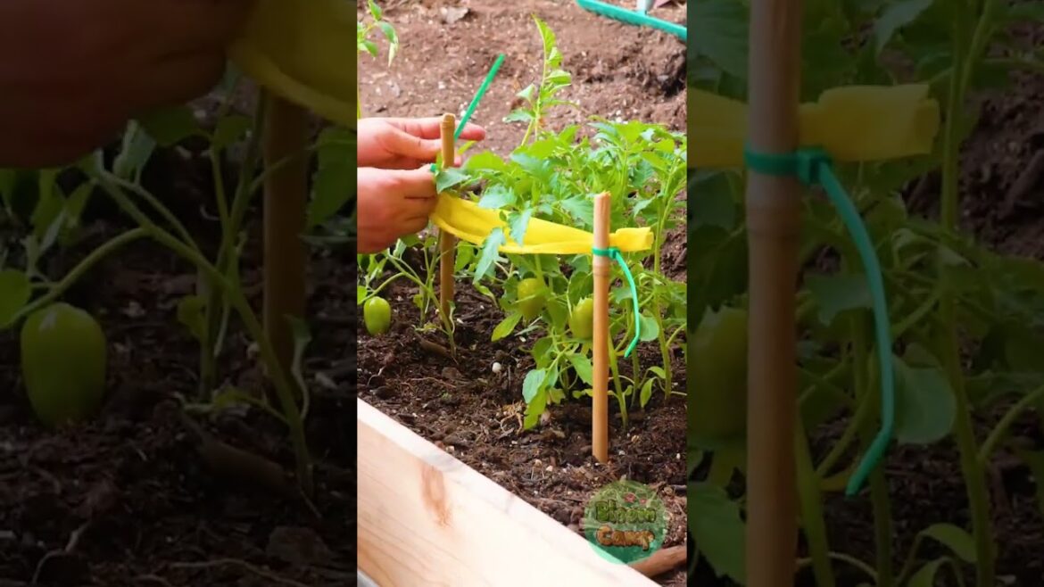 Easy and Fast Gardening Hacks for a Beautiful Backyard Easy and Fast Gardening Hacks for a Beautiful Backyard