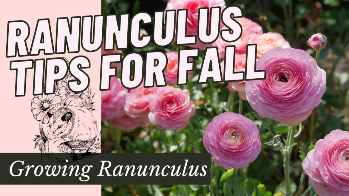 Growing Fall Ranunculus: From Start to Finish Growing Fall Ranunculus: From Start to Finish