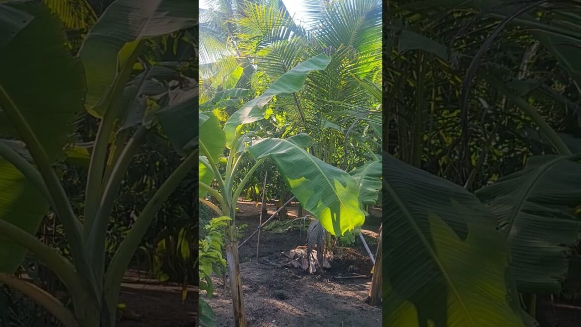 Landscape of the Crops backyard 06-#crops #plants #shorts