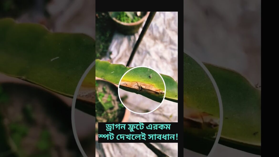 Gardening Tips #167 | #dragonfruit #shortsfeed #shortsindia