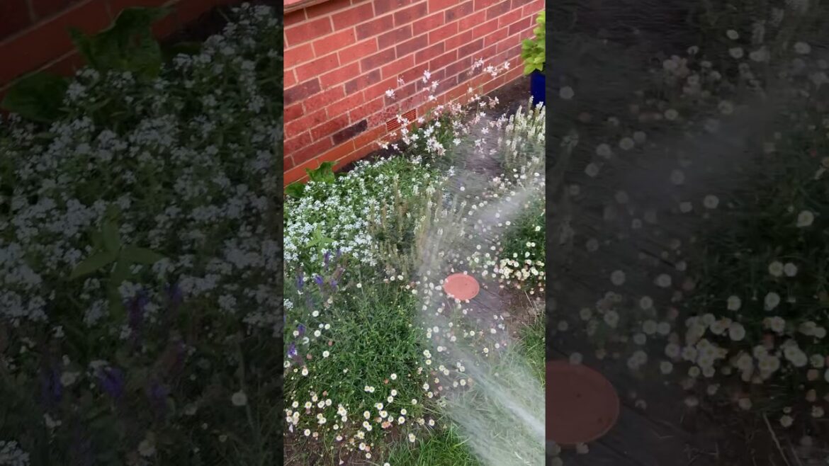 HELP!!!!….its like a desert round ere #gardeningvideos #homegardening #gardener #gardenvlog