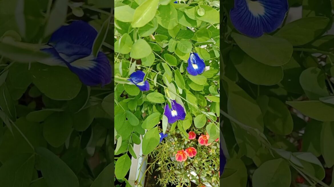 💜अपराजिता मे अभी करे एक काम#Aparajita plant#shorts#gardening #viral#yt