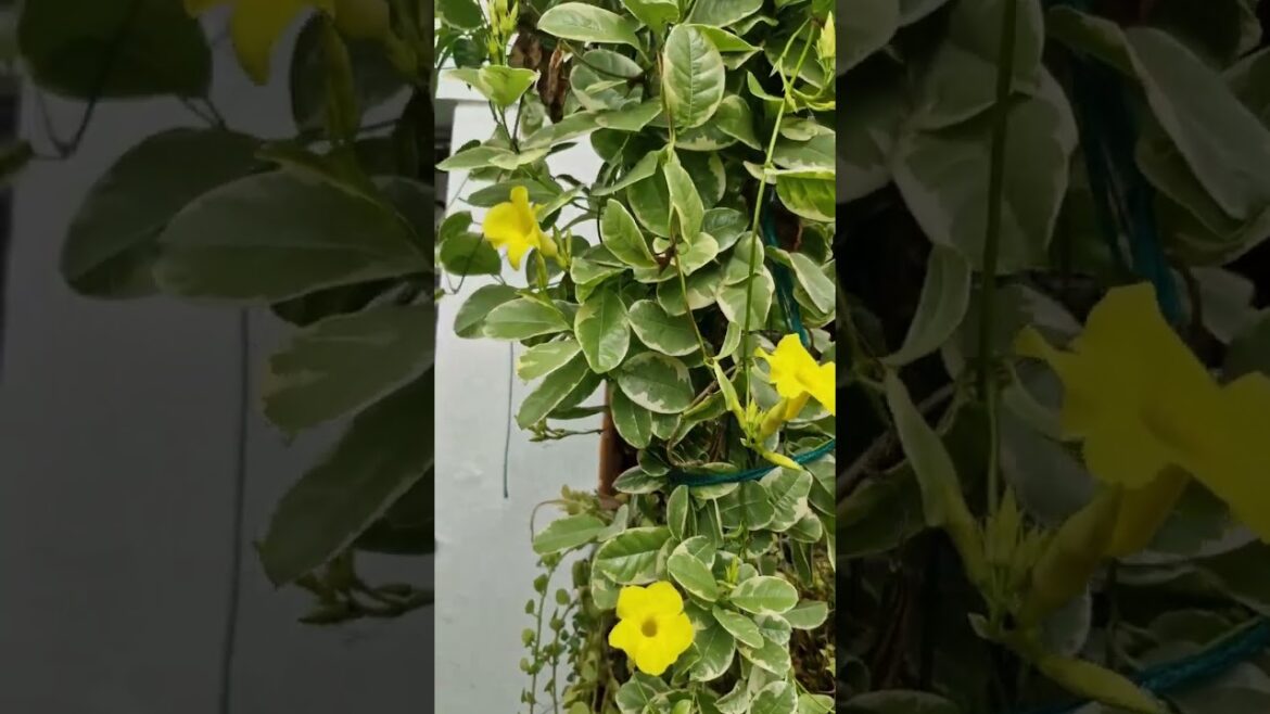 gardening #gardening #gardeningtips #beautiful #garden #shortfeed #travel