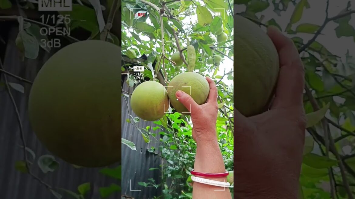 #shorts #shortvideo #youtubeshorts #youtube