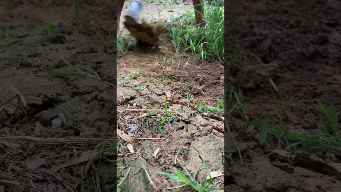 Growth garden at home/ simple tips growth vegetable #short #garden #vegetable Growth garden at home/ simple tips growth vegetable #short #garden #vegetable