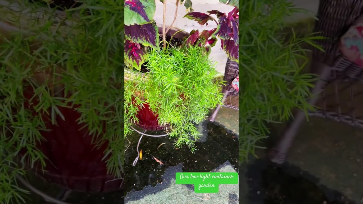 Look at our low light container garden. So elegant, cost less than $25!