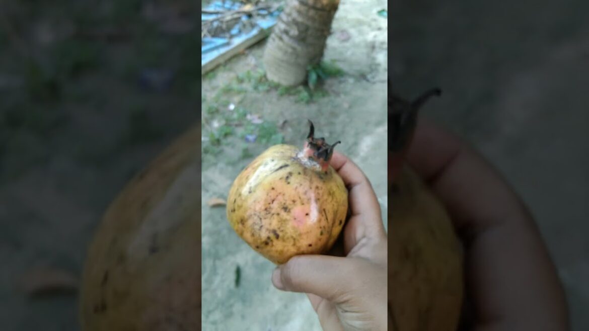 Harvesting organic pomegranate #fruit #harvesting #pomegranate #plants #garden #organicgardening #sr