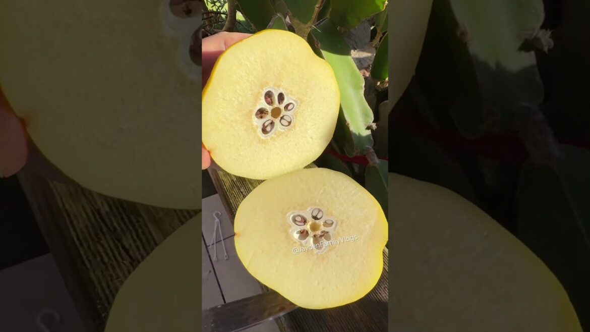What Fruit is this? ๐ฑ๐ฑ #shorts #shortvideo #fruit #satisfying What Fruit is this? ๐ฑ๐ฑ #shorts #shortvideo #fruit #satisfying