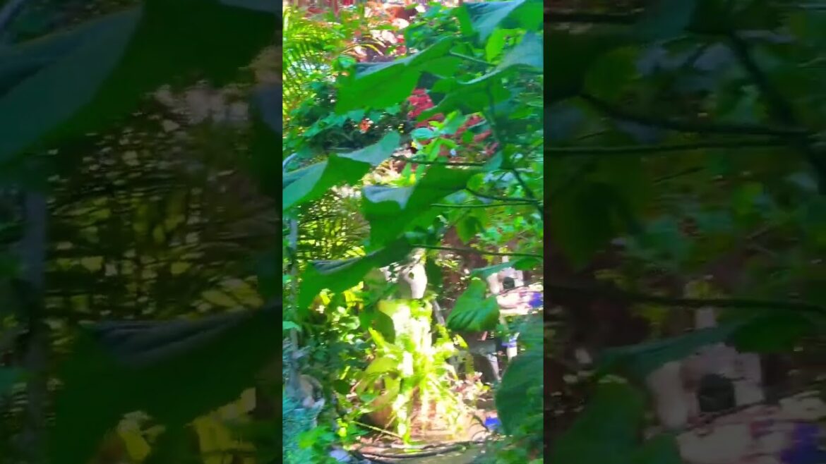 #flowers #gardenpots #container #gardening #frontdoors