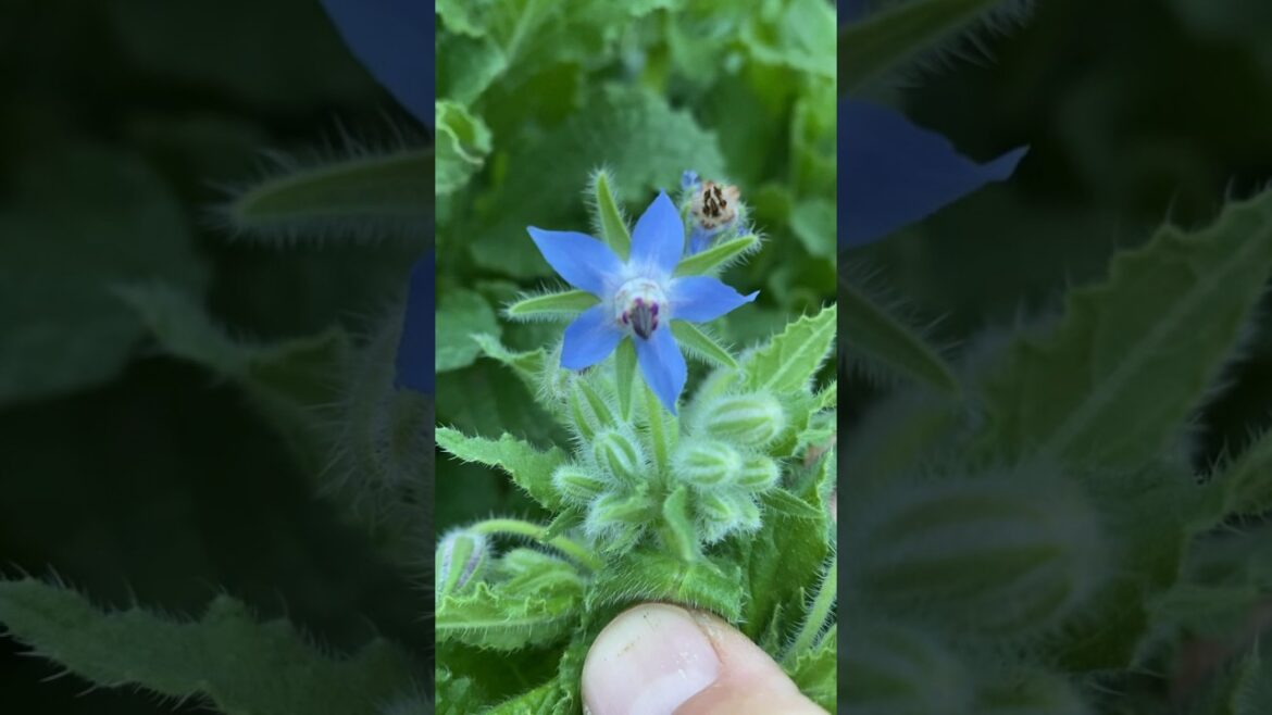 The Benefits and Uses of Borage #flowers #herbs #shortsvideo