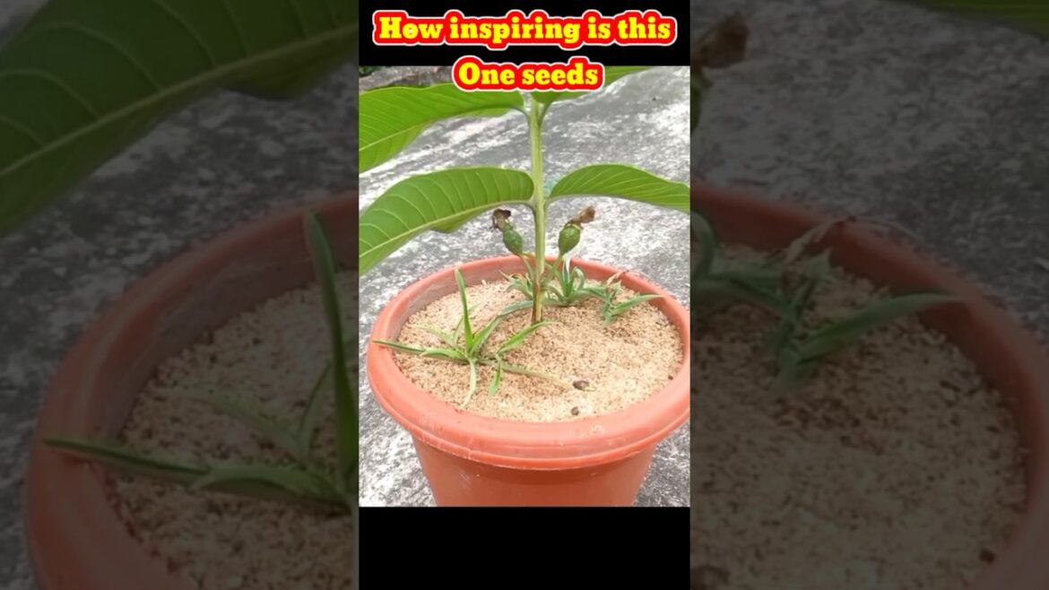 How inspiring is this One seeds #gardening #plants