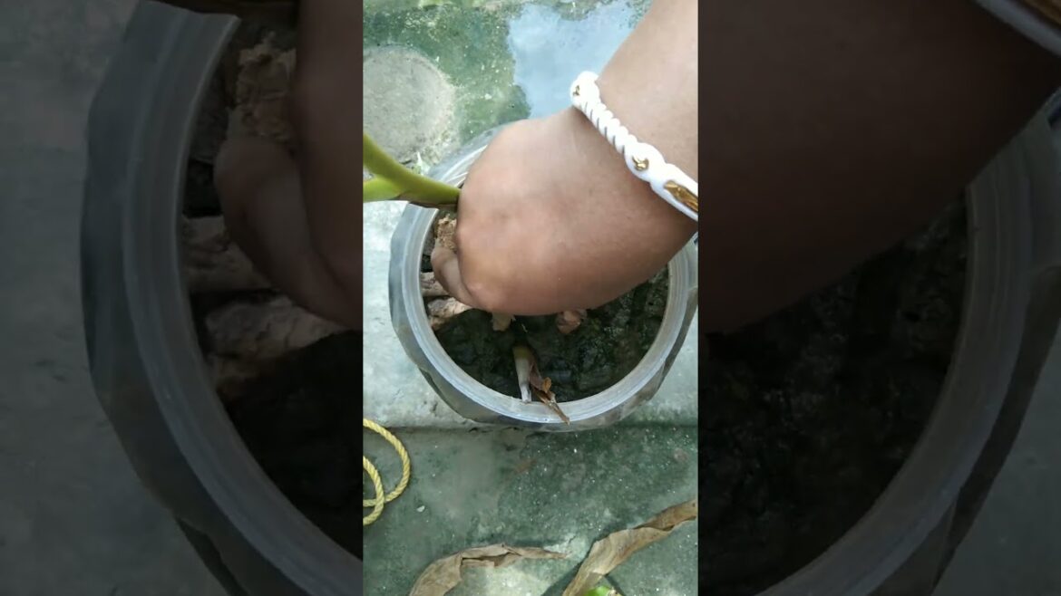 Turmeric propogation #propogation #turmeric #plants #garden #ecofriendly #plasticbottle #trending#sr