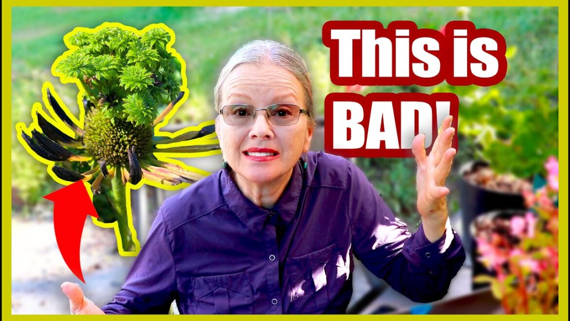 Devastating ASTER YELLOWS Disease | What it is & what to do about it!
