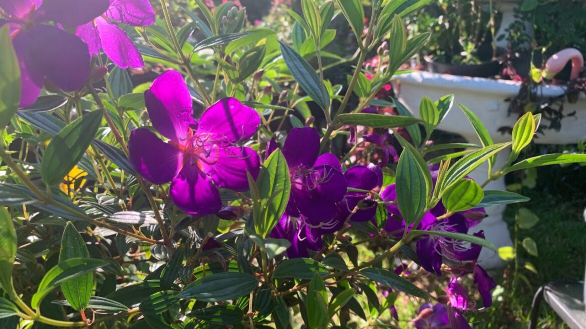 Front Yard Garden Tour April 2024