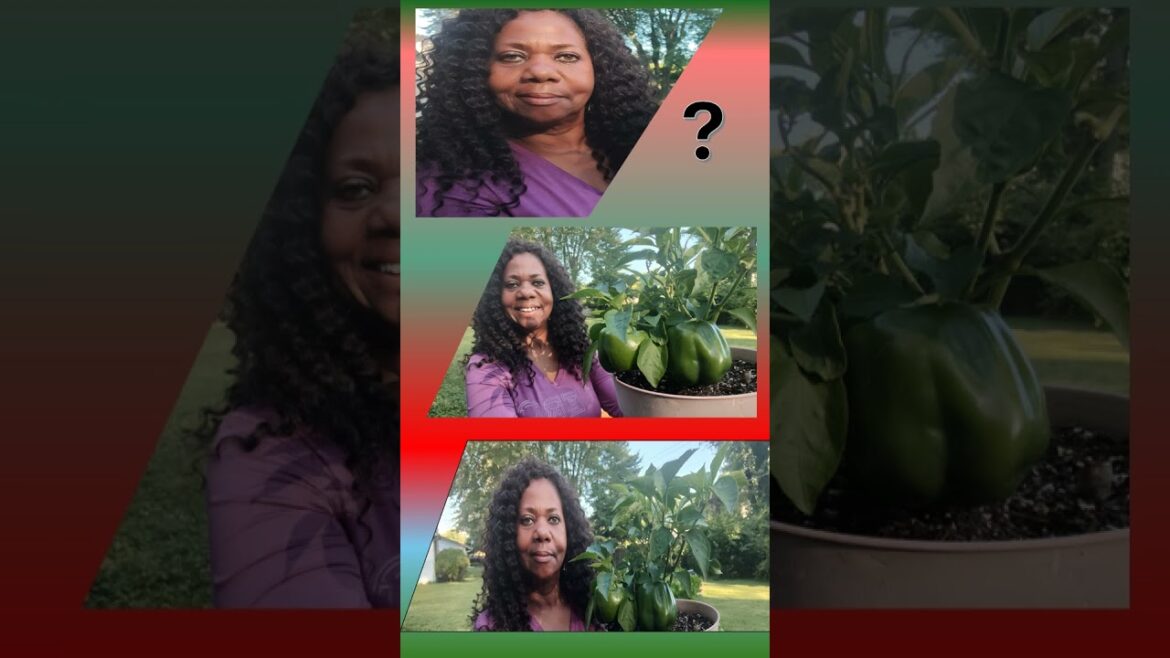 Growing Green Peppers #gardening