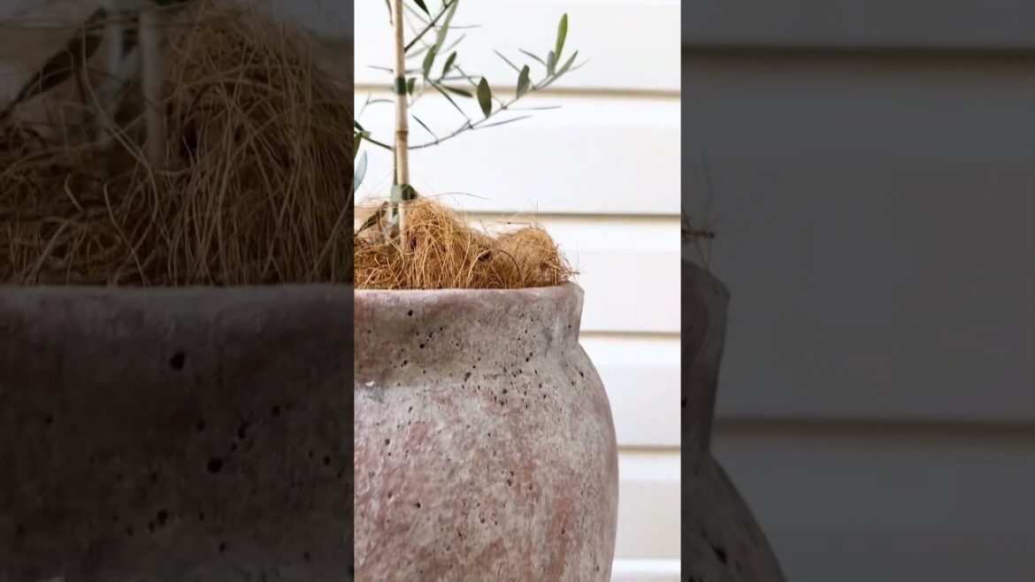 Discover the Freshest Garden Trends 🌿 Uncover Hidden Gems & Popular Plants!