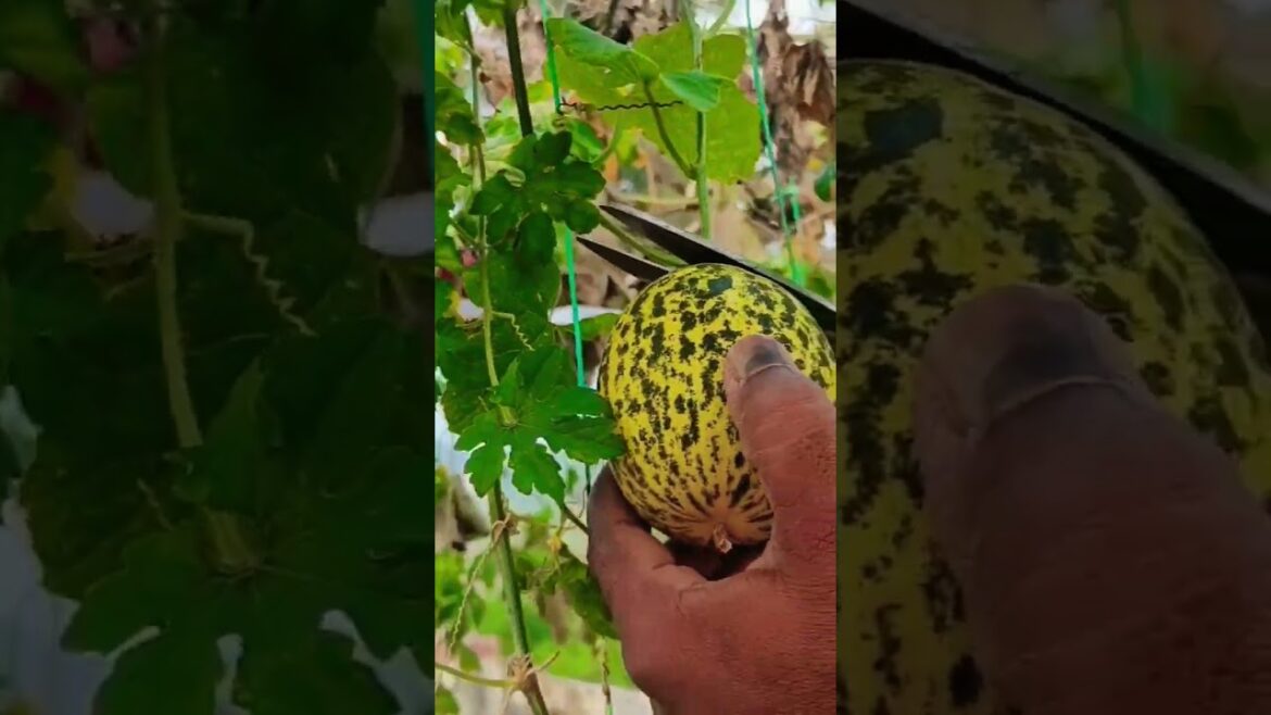 terrace vegetable garden #shorts #organicfarming #terracegarden #ytshorts