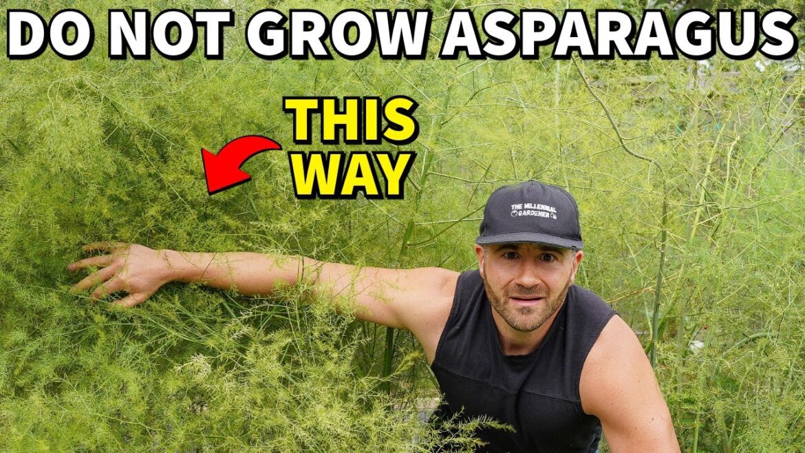 Please, DO NOT Plant Asparagus This Way! Please, DO NOT Plant Asparagus This Way!