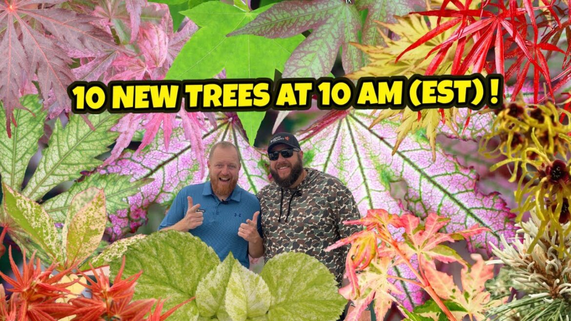 Firefly 10 New Trees at 10 AM(EST) | Japanese Maples for your Garden Landscape Design Firefly 10 New Trees at 10 AM(EST) | Japanese Maples for your Garden Landscape Design