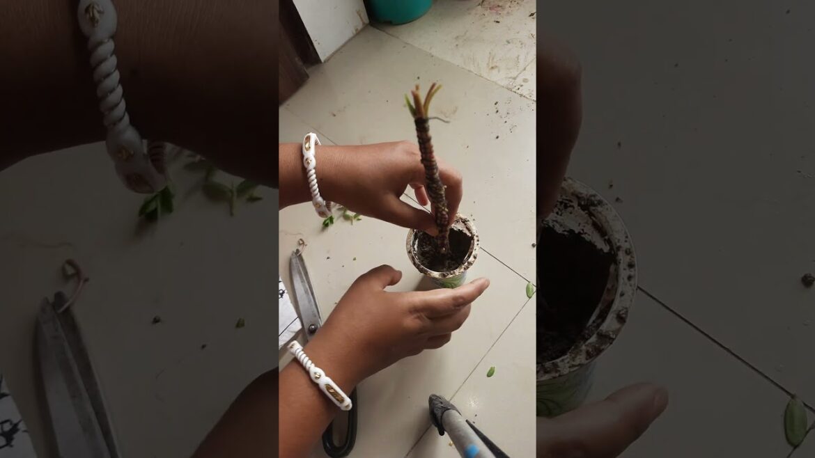 Mose rose plant bonsai making #bonsai #moserose #plants #garden #trending #shorts #sr #balconygarden