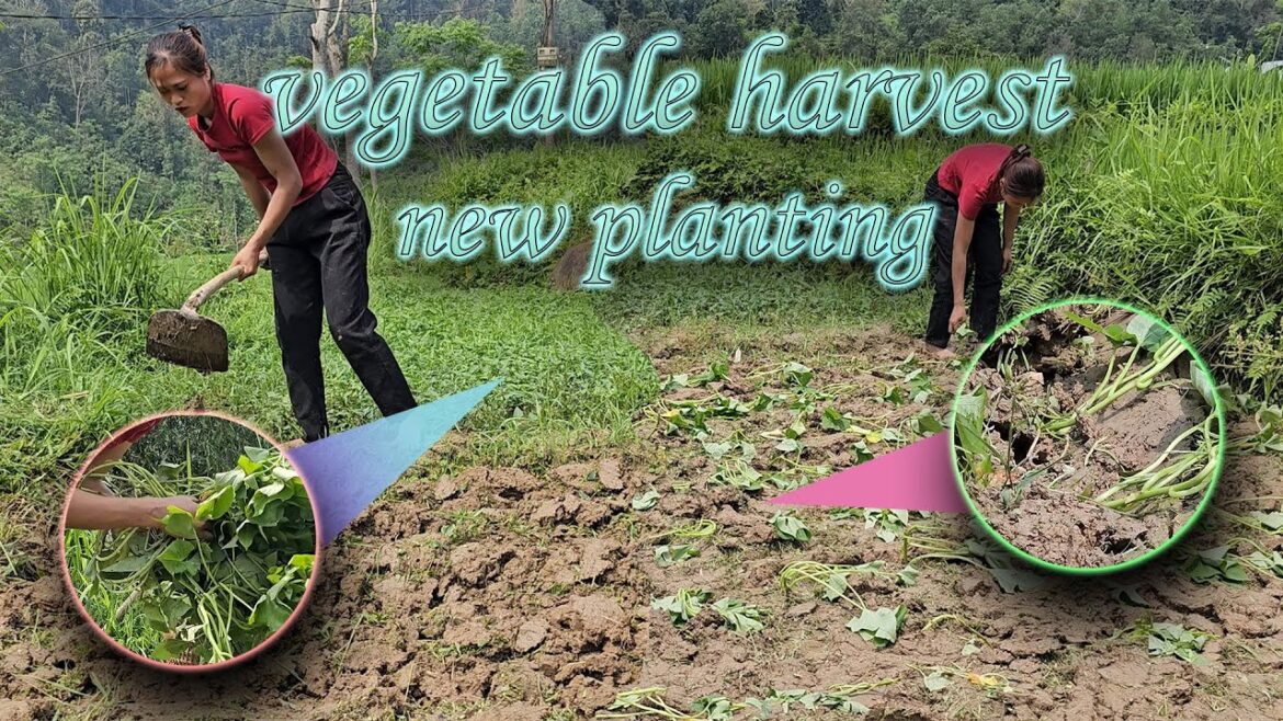 Vegetable gardening – Harvesting sweet potatoes Pas 1 | Busy villagee Vegetable gardening - Harvesting sweet potatoes Pas 1 | Busy villagee