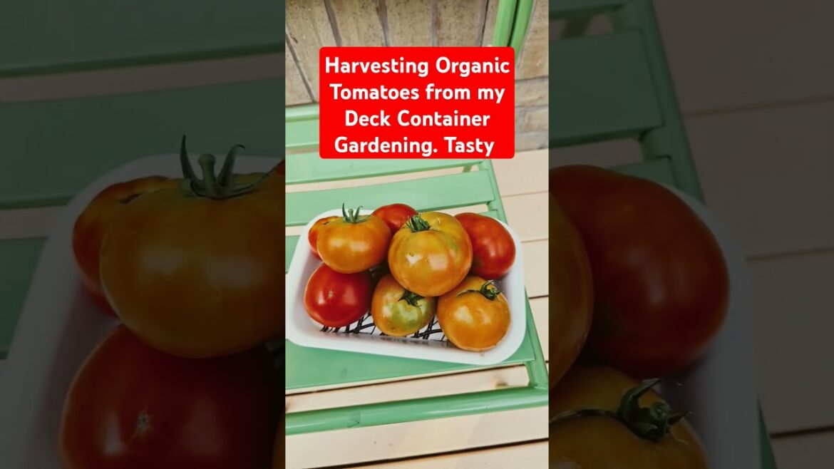 Harvesting Organic Tomatoes from  Deck Container Gardening #shorts #short #healthyhomecookingkitchen