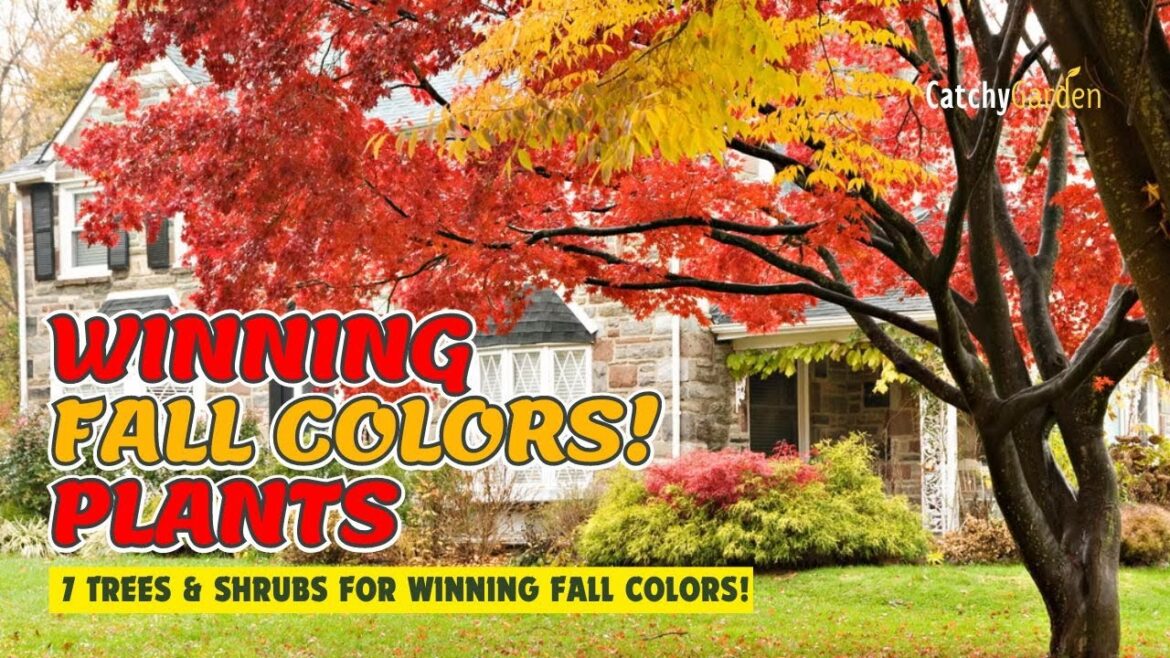 🌳 7 BEST TREES and SHRUBS for WINNING FALL COLORS! 🍂🌳🍁 // Gardening Ideas 🌳 7 BEST TREES and SHRUBS for WINNING FALL COLORS! 🍂🌳🍁 // Gardening Ideas