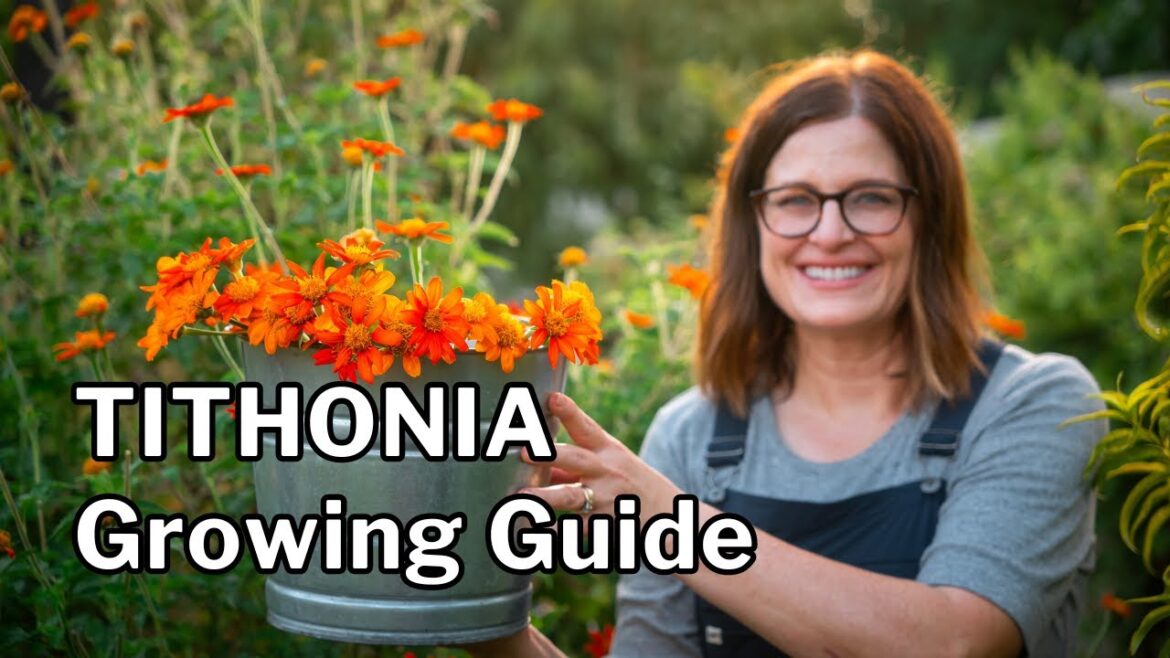 MEXICAN SUNFLOWER: Cut Flower, Hot Climate, & Cover Crop Tips MEXICAN SUNFLOWER: Cut Flower, Hot Climate, & Cover Crop Tips