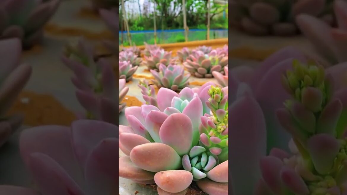 Step into the Latest Garden Trends 🌿 A Visual Feast of Flora & Fauna! Step into the Latest Garden Trends 🌿 A Visual Feast of Flora & Fauna!