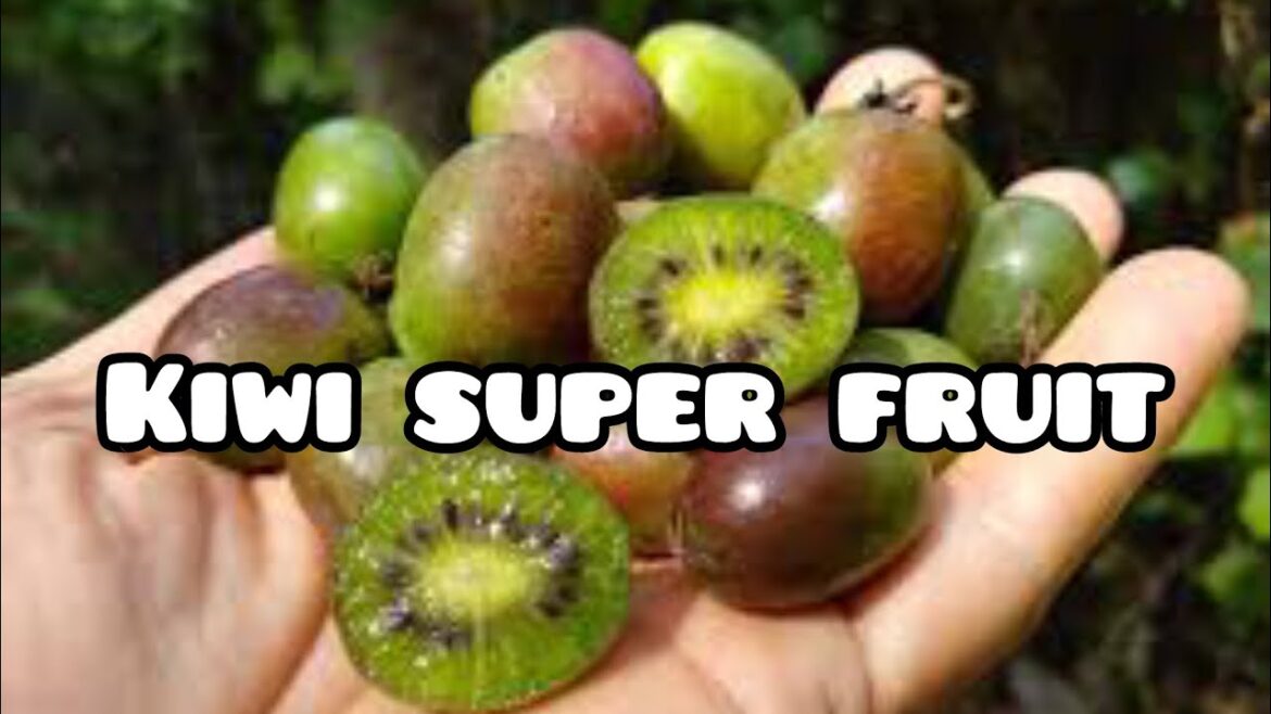 Hardy Kiwi: The Cold-Climate Superfruit Hardy Kiwi: The Cold-Climate Superfruit