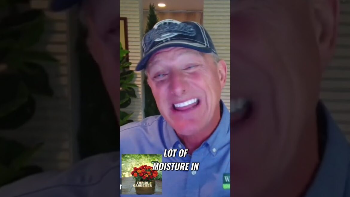 The Best Hardy Sedums for Rock Gardens